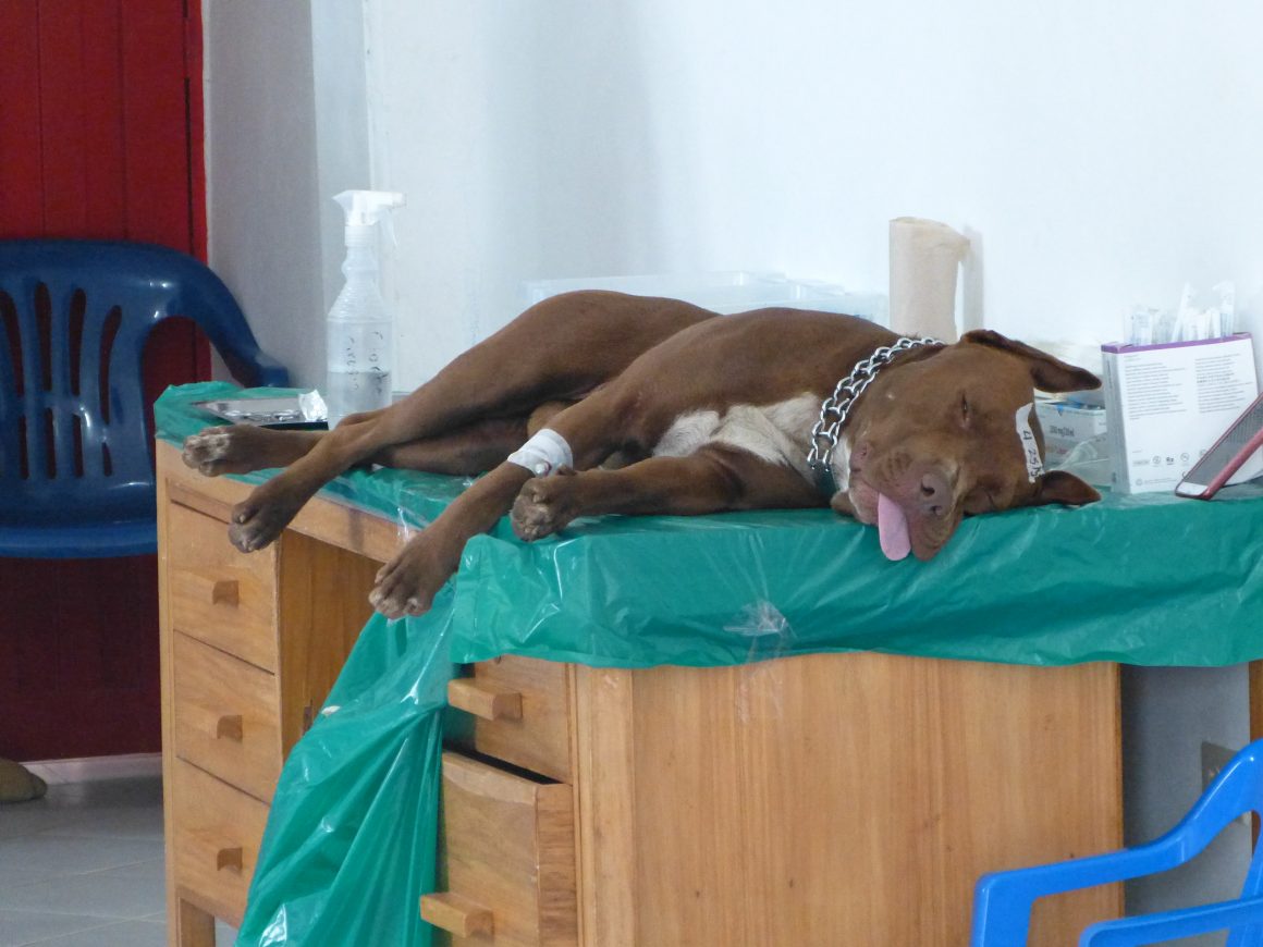 Toldas avanza en el control de natalidad de perros y gatos