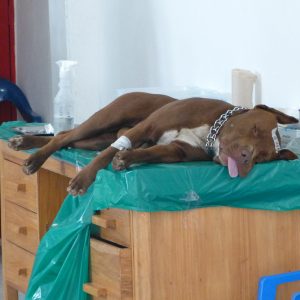 Toldas avanza en el control de natalidad de perros y gatos