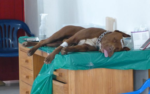 Toldas avanza en el control de natalidad de perros y gatos