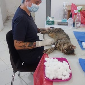 JORNADA DE ESTERILIZACIÓN EN LA VEREDA TOLDAS