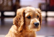 Air Canada Pilot Diverts Flight To Save A Dog’s Life