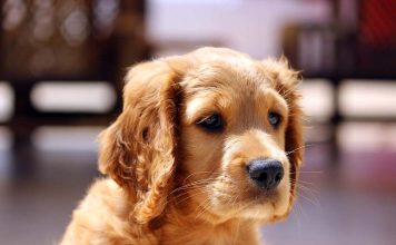 Air Canada Pilot Diverts Flight To Save A Dog’s Life