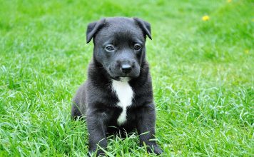 For The Love Of A Mother Cat