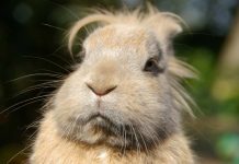 Cuban Couple Tame Massive Rodent