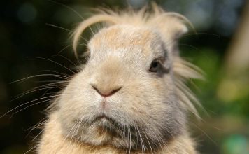 Abandoned Dog Taught Sign Language By Deaf Child