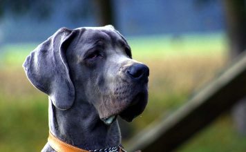 Adoptable Black Cats… Because Black Cats Matter!